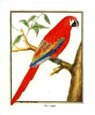 F. Martinet - Ara Rouge