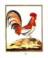 F. Martinet - Coq