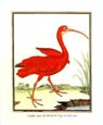 F. Martinet - Courly Rouge