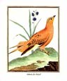 F. Martinet - Gelinote