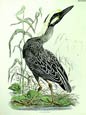 Robert Mitford - Cayenne Night Heron