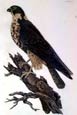 Robert Mitford - Hobby (Engraving)