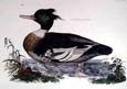 Robert Mitford - Red Breasted Merganser (Engraving)