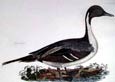 Robert Mitford - Pintail (Engraving)