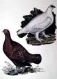 Robert Mitford - Red Grouse and Ptarmig (Engraving)