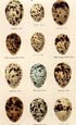 Seebohm - Seebohm Eggs Large Plate 29