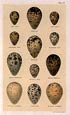 Seebohm - Seebohm Eggs-Pl. 44