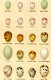 Seebohm - Seebohm Eggs Small Plate 54