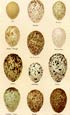 Seebohm - Seebohm Eggs Large Plate 55