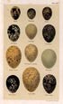 Seebohm - Seebohm Eggs Pl. 59