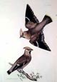 Prideaux J. Selby - Bohemian Wax Wing (Engraving)