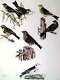 Prideaux J. Selby - Buntings Yellowhammer (Engraving)