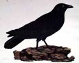 Prideaux J. Selby - Carrion Crow (Engraving)