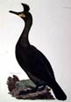 Prideaux J. Selby - Crested Cormorant (Engraving)