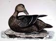 Prideaux J. Selby - Eider Female (Engraving)
