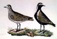 Prideaux J. Selby - Golden Plover (Engraving)