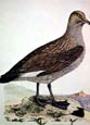 Prideaux J. Selby - Great (Common) Skua (Engraving)