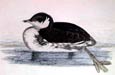 Prideaux J. Selby - Grebe Young Black-Necked (Engraving)