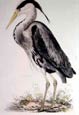Prideaux J. Selby - Grey Heron (Engraving)