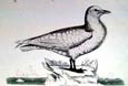 Prideaux J. Selby - Ivory Gull (Engraving)