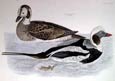 Prideaux J. Selby - Long Tailed Duck (Engraving)