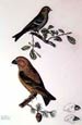 Prideaux J. Selby - Parrot Crossbill Redpole (Engraving)