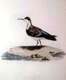 Prideaux J. Selby - Red Necked Phalarope Lobefoot (Engraving