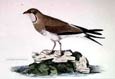 Prideaux J. Selby - Pratincole (Engraving)