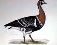 Prideaux J. Selby - Red Breasted Goose (Engraving)