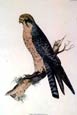 Prideaux J. Selby - Red-Footed Falcon (Engraving) (- Hobby)