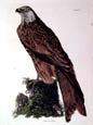 Prideaux J. Selby - Red Kite or Glead (Engraving)