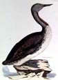 Prideaux J. Selby - Red Throated Diver (Engraving)