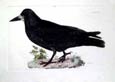 Prideaux J. Selby - Rook (Engraving)