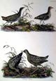 Prideaux J. Selby - Spotted Crake; Baillon (Engraving)