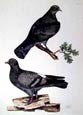 Prideaux J. Selby - Stock Dove Rock Dove (Engraving)
