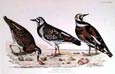 Prideaux J. Selby - Turnstone Common (Engraving)