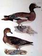 Prideaux J. Selby - Widgeon (Engraving)