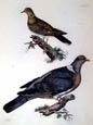 Prideaux J. Selby - Wood Pigeon Turtle Dove (Engraving)