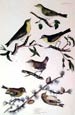 Prideaux J. Selby - Wood Common Yellow Wrens (Engraving)