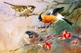 Archibald Thorburn - A Trio of Birds