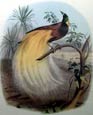 Edouard Travies - Bird of Paradise