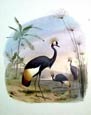 Edouard Travies - Crowned Crane