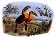 Edouard Travies - Parrots 1 of 2