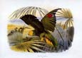 Edouard Travies - Parrots 2 of 2