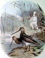 Edouard Travies - Snipe