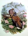 Edouard Travies - Turtle Dove