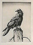 raven