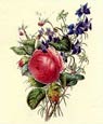 James Andrews - Flora's Gems 1 of 8