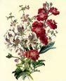 James Andrews - Flora's Gems 2 of 8
