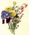 James Andrews - Flora's Gems 3 of 8